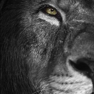 Meet your Posher, Isaac